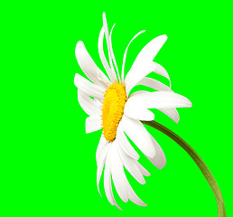 Image showing White chamomile on green background