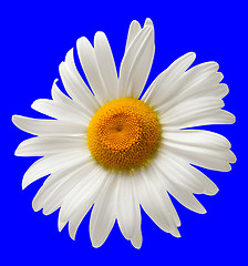 Image showing Chamomile isolated on blue background