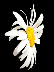 Image showing White chamomile on black. Close-up view