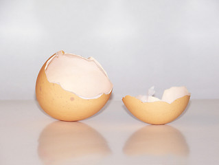 Image showing Egg Shell