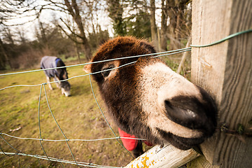 Image showing donkey