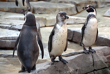 Image showing three penguins in the zoo