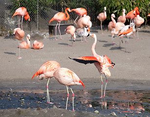 Image showing flamingo