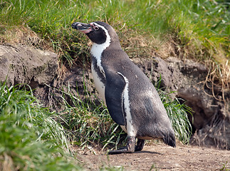 Image showing penguin in the zoo