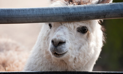 Image showing llama alpaca