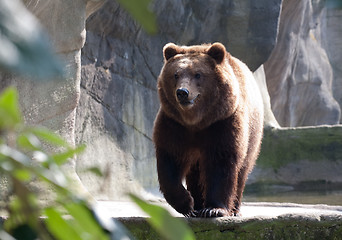 Image showing brown bear in the zoo