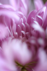 Image showing Agstract Floral Macro