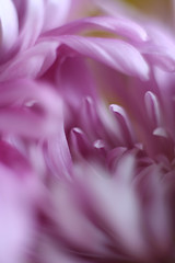 Image showing Abstract Floral Macro 2