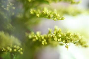 Image showing Soft Green Sprigs