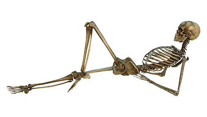 Image showing Human Skeleton