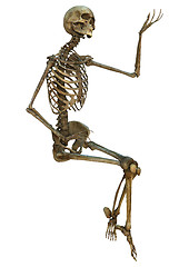 Image showing Human Skeleton