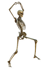 Image showing Human Skeleton