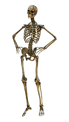 Image showing Human Skeleton