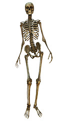 Image showing Human Skeleton