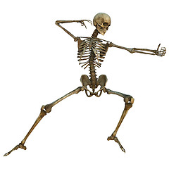 Image showing Human Skeleton