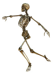 Image showing Human Skeleton