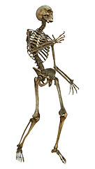 Image showing Human Skeleton