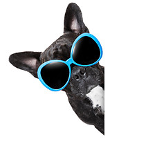 Image showing cool dog