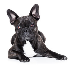 Image showing french bulldog 