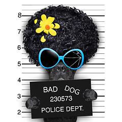 Image showing wanted hippie dog