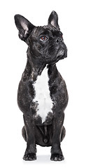 Image showing french bulldog 