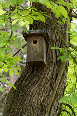 Image showing Tree trunk