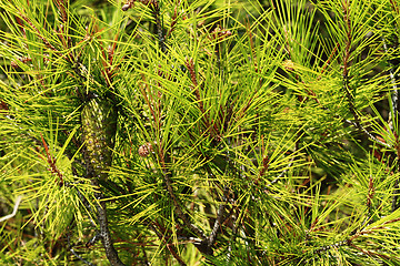 Image showing Grean leaves