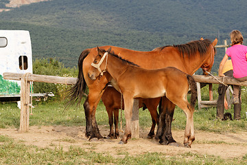 Image showing Brown horse