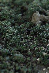 Image showing Small plant
