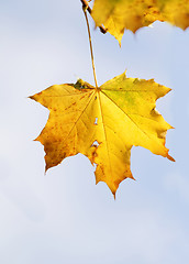 Image showing Colorful leaves