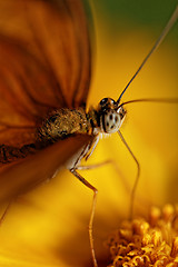 Image showing Orange butterfly