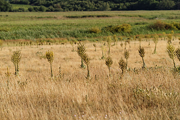 Image showing Landscape