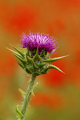 Image showing Thistle