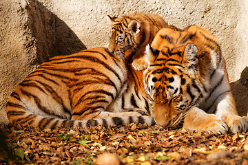 Image showing Tiger mum