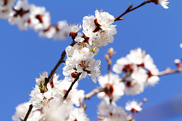 Image showing Blossom