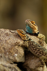 Image showing Desert spiny lizards