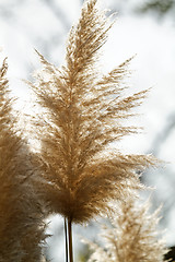 Image showing Flowering grass