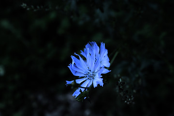 Image showing Knapweed