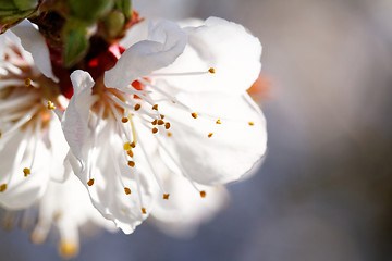 Image showing Blossom