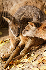 Image showing Kangaroo