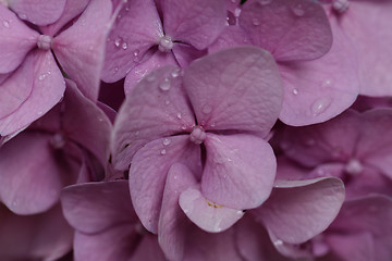 Image showing Pink lilac