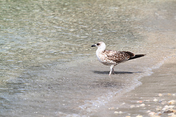 Image showing Seagull