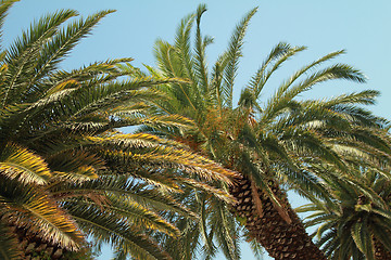 Image showing Palms