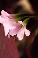 Image showing Pink flower