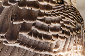 Image showing Feathers