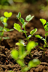 Image showing Pea plants