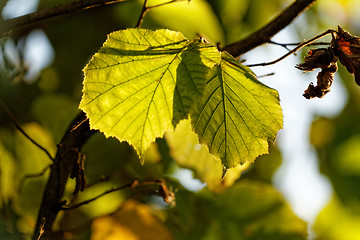 Image showing Green leaf