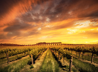 Image showing Morning Vines