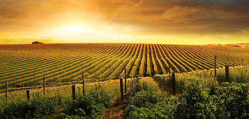 Image showing Stunning Vineyard Sunset