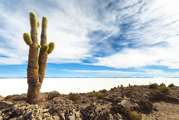 Image showing Cactus in Salar de Uyuni